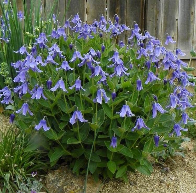 CLEMATIS integrifolia Blue Ribbons (9006)